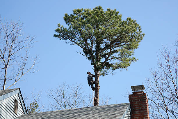  , USA Tree Care Pros